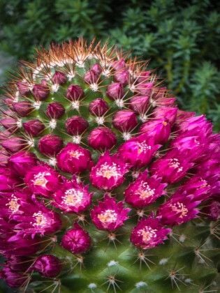 Produktbild: CALVENDO Puzzle Mammillaria backebergiana | 1000 Teile Lege-Gr&ouml;&szlig;e 64x48cm Foto-Puzzle f&uuml;r gl&uuml;ckliche Stunden
