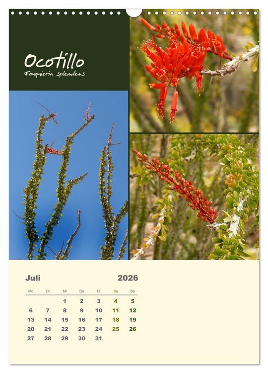 Produktbild: Kakteen der US-S&uuml;dweststaaten (Wandkalender 2026 DIN A3 hoch), CALVENDO Monatskalender