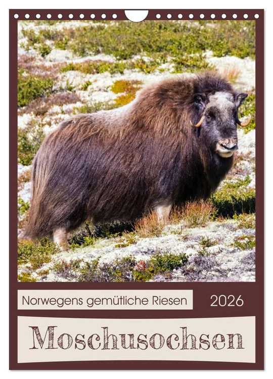 Produktbild: Moschusochsen - Norwegens gem&uuml;tliche Riesen (Wandkalender 2026 DIN A4 hoch), CALVENDO Monatskalender