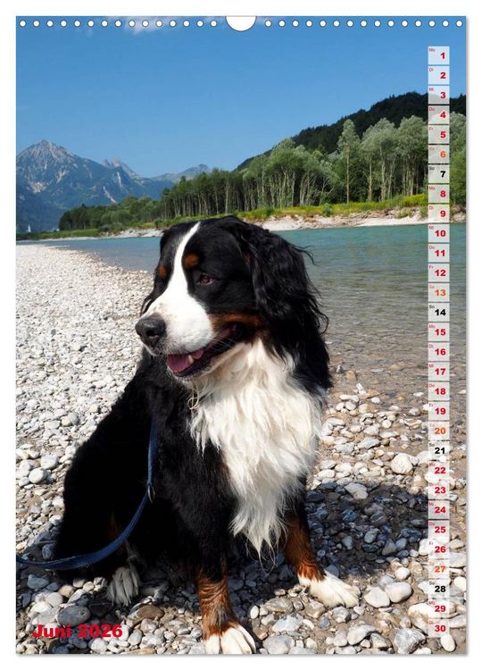 Produktbild: B&Auml;R - Der Berner Sennenhund (Wandkalender 2026 DIN A3 hoch), CALVENDO Monatskalender