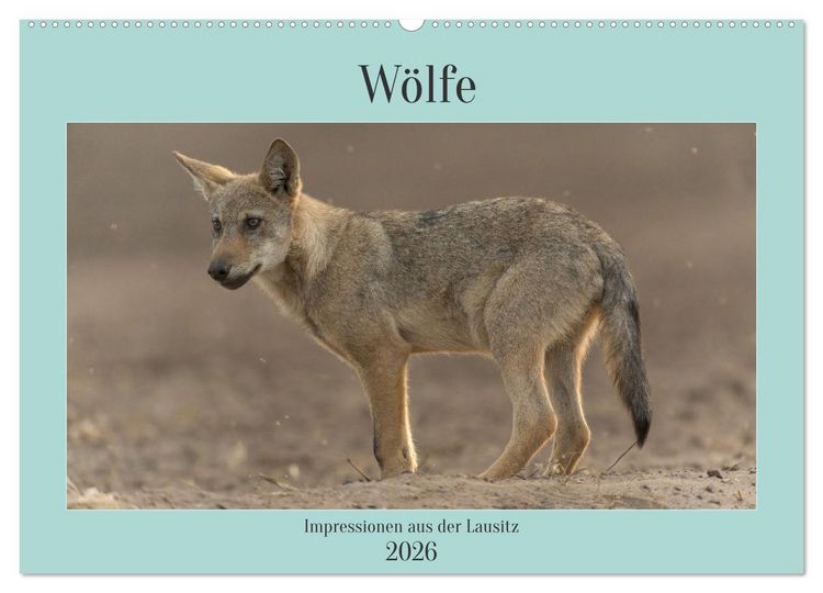 Produktbild: W&ouml;lfe, Impressionen aus der Lausitz (Wandkalender 2026 DIN A2 quer), CALVENDO Monatskalender