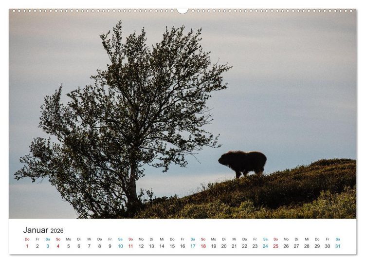 Produktbild: Die letzten Moschusochsen Europas (hochwertiger Premium Wandkalender 2026 DIN A2 quer), Kunstdruck in Hochglanz