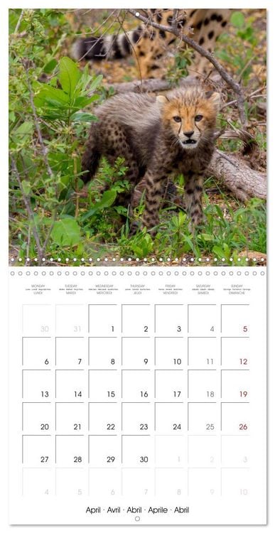 Produktbild: CATS OF AFRICA (Wall Calendar 2026 12 &times; 12 Inch) CALVENDO 12 Month Wall Calendar
