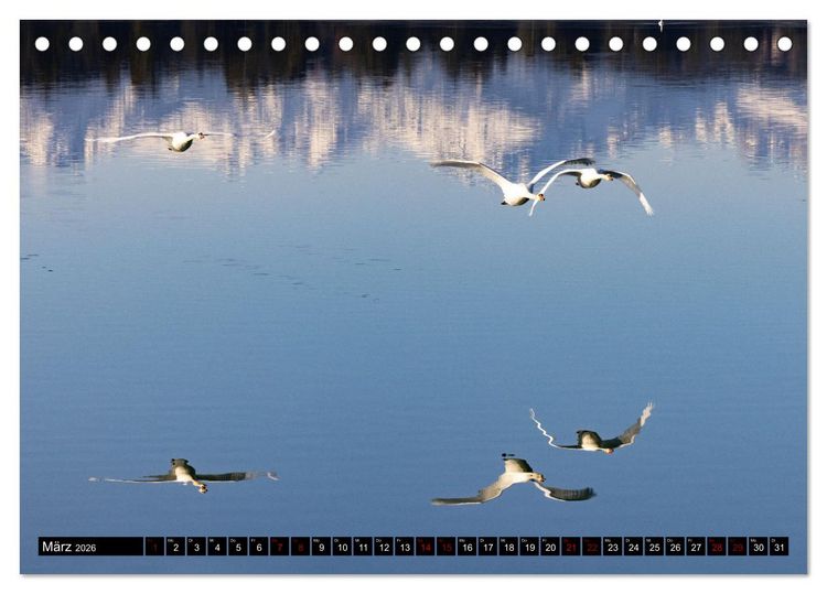 Produktbild: Die Eleganz der Schw&auml;ne (Tischkalender 2026 DIN A5 quer), CALVENDO Monatskalender