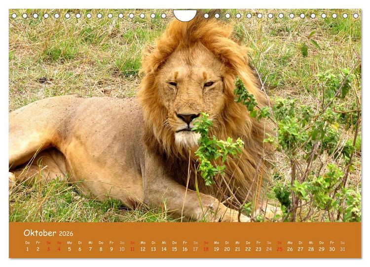 Produktbild: Auge in Auge mit den Tieren Afrikas (Wandkalender 2026 DIN A4 quer), CALVENDO Monatskalender