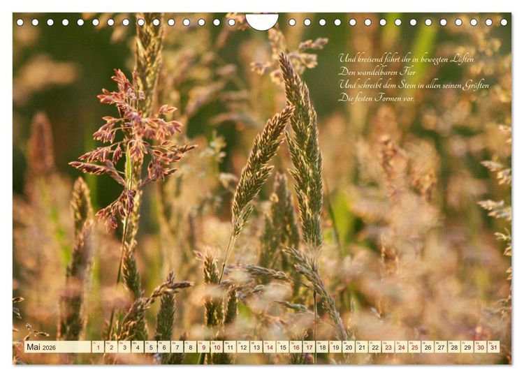 Produktbild: Sommergr&auml;ser (Wandkalender 2026 DIN A4 quer), CALVENDO Monatskalender
