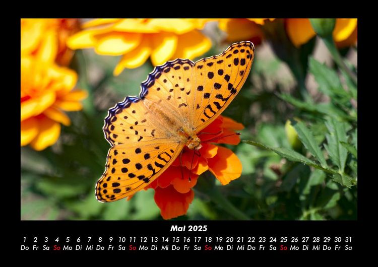 Produktbild: Bunte Pracht der Schmetterlinge 2025 Fotokalender DIN A3