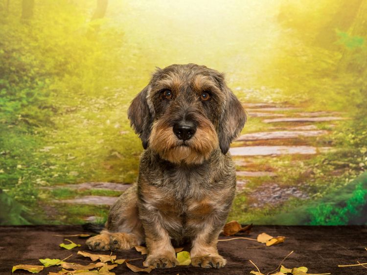 Produktbild: CALVENDO Puzzle Rauhaardackel im Herbst-Ambiente 1000 Teile Lege-Gr&ouml;&szlig;e 64 x 48 cm Foto-Puzzle Bild von Annett Mirsberger annettmirsberger.de