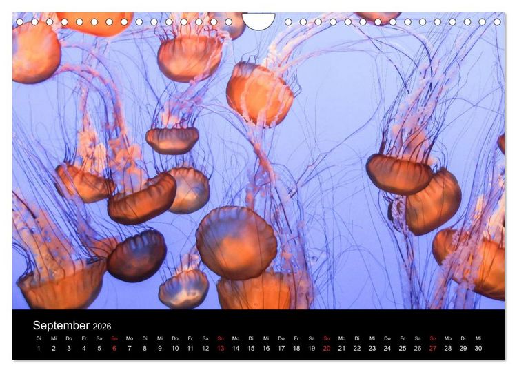 Produktbild: Monterey California (Wandkalender 2026 DIN A4 quer), CALVENDO Monatskalender