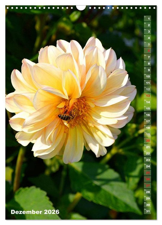 Produktbild: Dahlien - Bl&uuml;tentr&auml;ume (Wandkalender 2026 DIN A3 hoch), CALVENDO Monatskalender