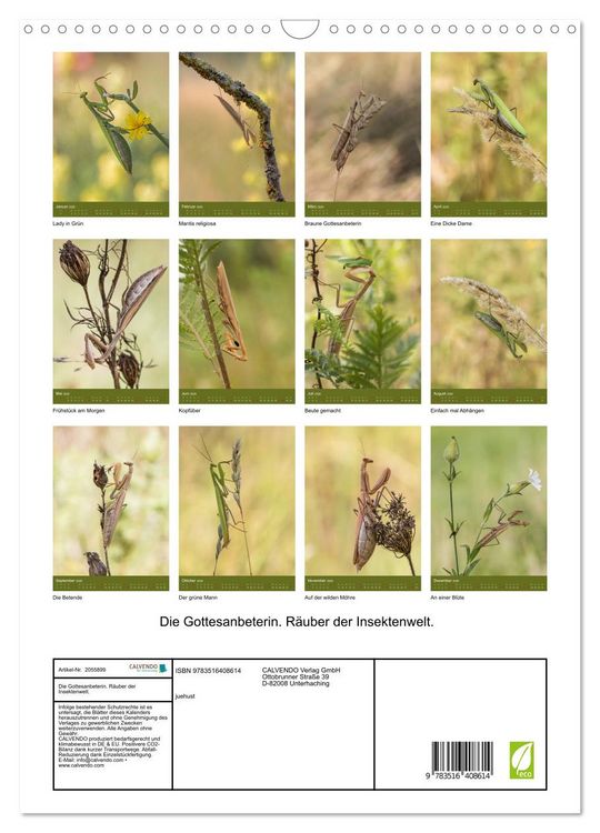 Produktbild: Die Gottesanbeterin. R&auml;uber der Insektenwelt. (Wandkalender 2026 DIN A3 hoch), CALVENDO Monatskalender