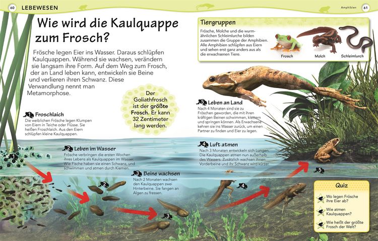 Produktbild: Weshalb? Deshalb!