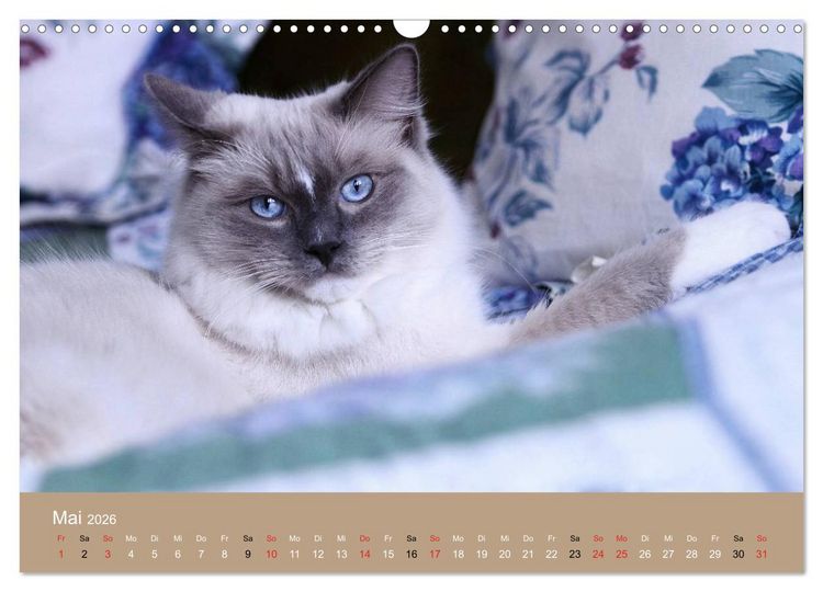 Produktbild: Verliebt in Ragdolls ... die sanfte Katzenrasse (Wandkalender 2026 DIN A3 quer), CALVENDO Monatskalender