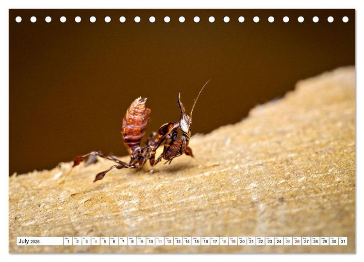 Produktbild: Queens of the Insect World (Desk Calendar 2026 DIN A5 landscape), CALVENDO 12 Month DeskCalendar