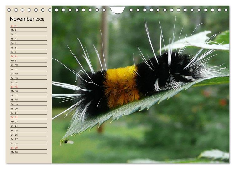 Produktbild: Raupen. Skurrile Verwandlungsk&uuml;nstler (Wandkalender 2026 DIN A4 quer), CALVENDO Monatskalender