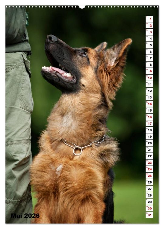 Produktbild: Sch&auml;ferhunde Langstockhaar zum verlieben (hochwertiger Premium Wandkalender 2026 DIN A2 hoch), Kunstdruck in Hochglanz