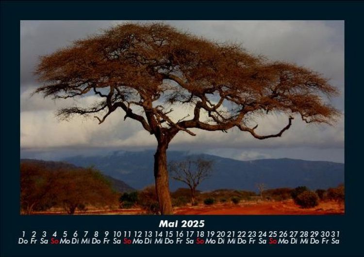 Produktbild: B&auml;ume 2025 Fotokalender DIN A5