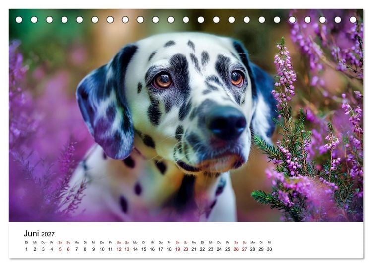 Produktbild: Dalmatiner - Mehr als nur Punkte! (Tischkalender 2027 DIN A5 quer), CALVENDO Monatskalender