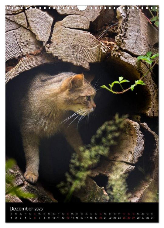 Produktbild: Wildkatzen - scheue J&auml;ger (Wandkalender 2026 DIN A3 hoch), CALVENDO Monatskalender