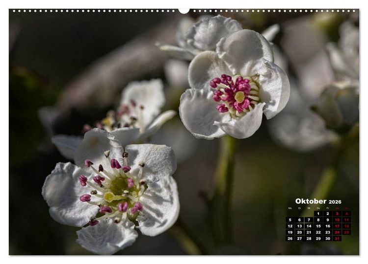 Produktbild: B&auml;ume im Detail (hochwertiger Premium Wandkalender 2026 DIN A2 quer), Kunstdruck in Hochglanz