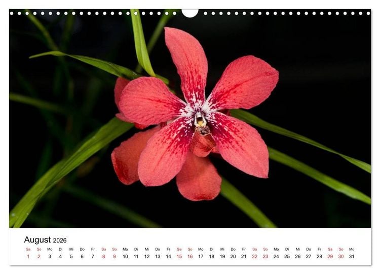 Produktbild: Vielfalt der Orchideen (Wandkalender 2026 DIN A3 quer), CALVENDO Monatskalender