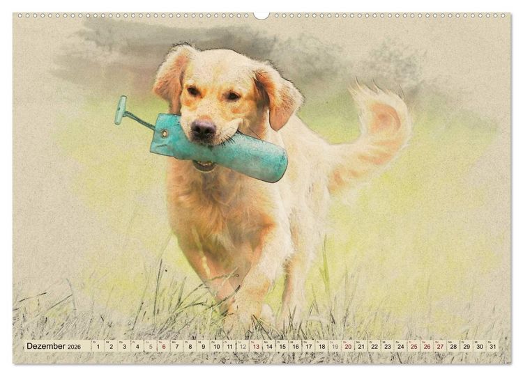 Produktbild: Golden Retriever 2026 (Wandkalender 2026 DIN A2 quer), CALVENDO Monatskalender