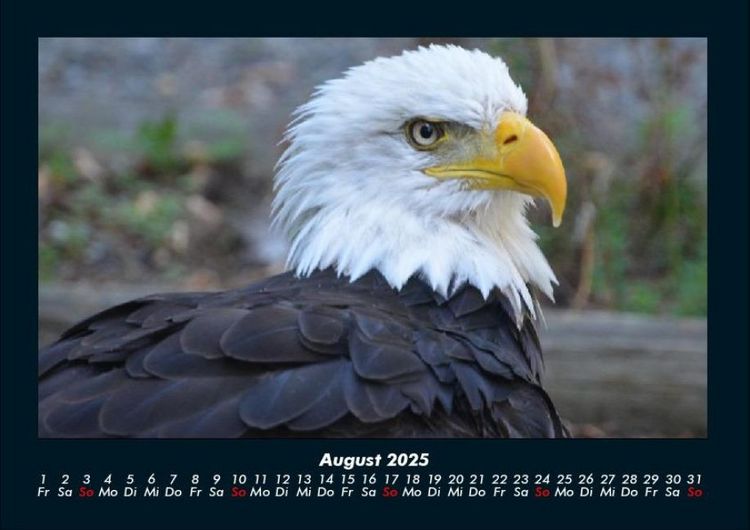 Produktbild: Tierkalender 2025 Fotokalender DIN A4
