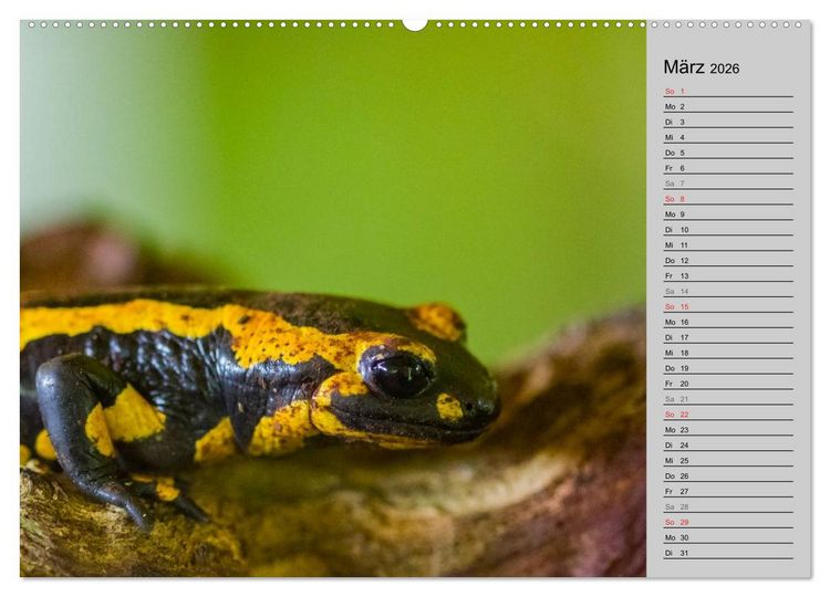 Produktbild: Salamander und Co. (hochwertiger Premium Wandkalender 2026 DIN A2 quer), Kunstdruck in Hochglanz