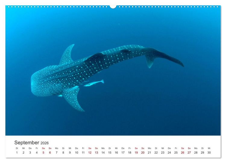 Produktbild: Tiefsee - Ein Abenteuer ins Unbekannte. (hochwertiger Premium Wandkalender 2026 DIN A2 quer), Kunstdruck in Hochglanz