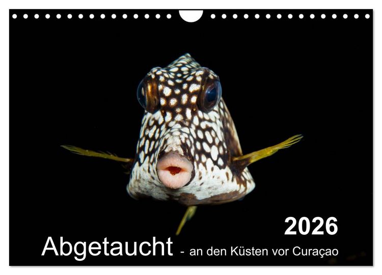 Produktbild: Abgetaucht - an den K&uuml;sten vor Cura&ccedil;ao (Wandkalender 2026 DIN A4 quer), CALVENDO Monatskalender