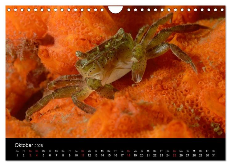 Produktbild: Unterwasser (Wandkalender 2026 DIN A4 quer), CALVENDO Monatskalender