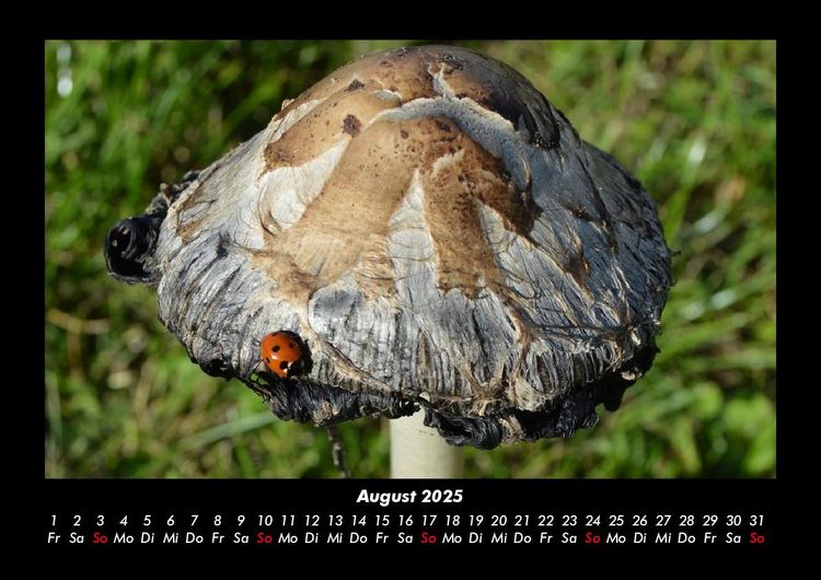 Produktbild: Pilzkalender 2025 Fotokalender DIN A3