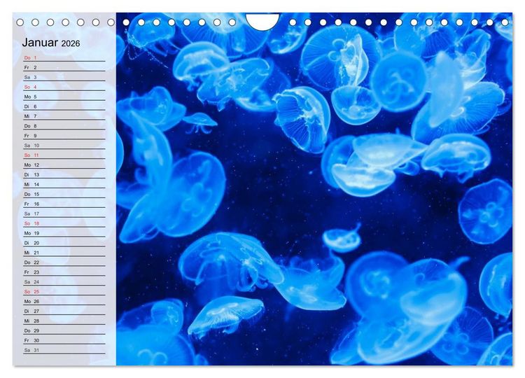 Produktbild: Quallen. &Auml;therische Wunderwesen (Wandkalender 2026 DIN A4 quer), CALVENDO Monatskalender
