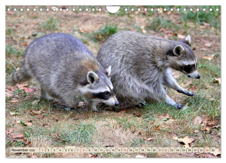 Produktbild: Der Waschb&auml;r - Der Maskentr&auml;ger in unseren W&auml;ldern (Wandkalender 2026 DIN A4 quer), CALVENDO Monatskalender