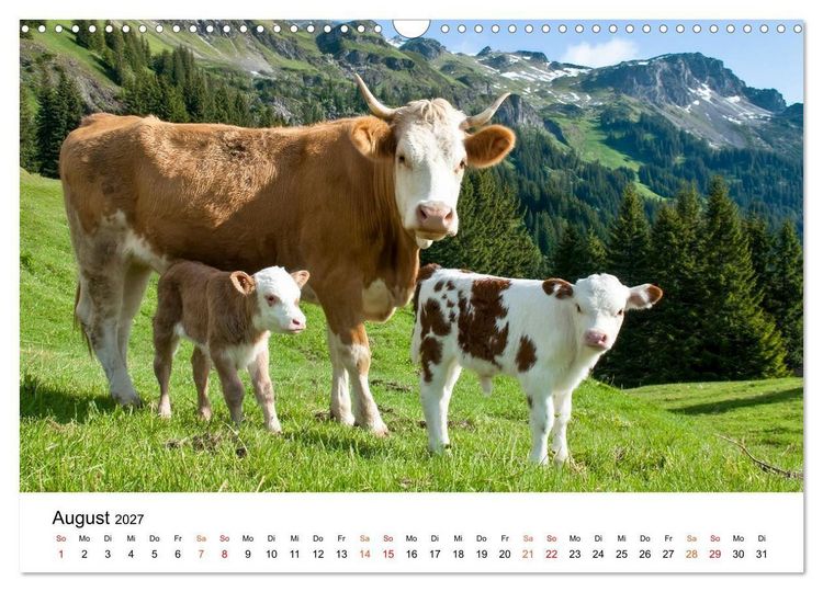 Produktbild: Bergk&uuml;he auf der Alm - Natur pur (Wandkalender 2027 DIN A3 quer), CALVENDO Monatskalender