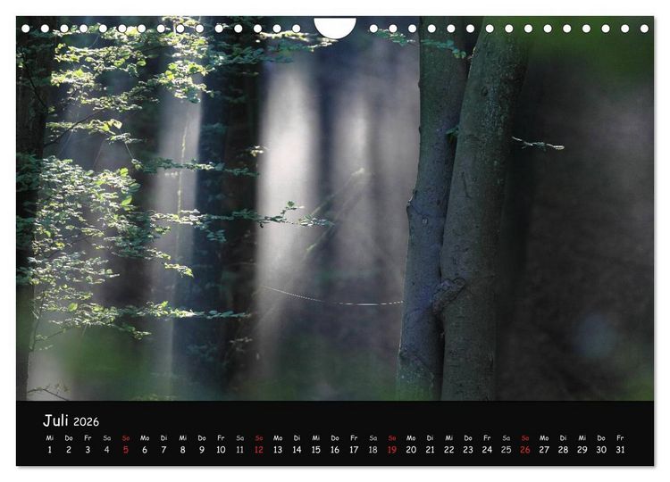 Produktbild: Lichter im Wald (Wandkalender 2026 DIN A4 quer), CALVENDO Monatskalender