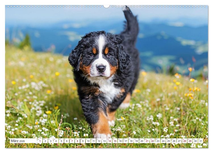 Produktbild: Berner Sennenhund - Der beste Freund f&uuml;rs Leben (hochwertiger Premium Wandkalender 2026 DIN A2 quer), Kunstdruck in Hochglanz