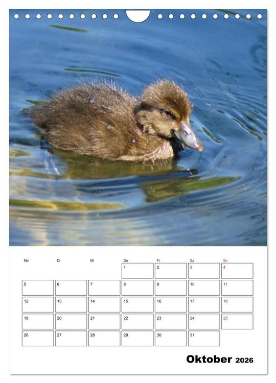 Produktbild: Liebenswerte Enten (Wandkalender 2026 DIN A4 hoch), CALVENDO Monatskalender