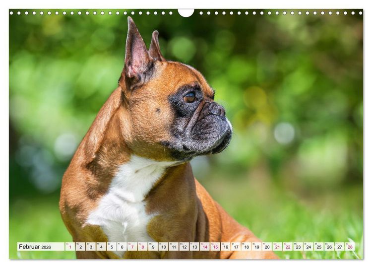 Produktbild: Kleine Helden - Franz&ouml;sische Bulldoggen (Wandkalender 2026 DIN A3 quer), CALVENDO Monatskalender