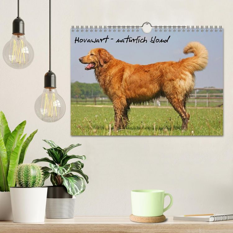 Produktbild: Hovawart - nat&uuml;rlich blond (Wandkalender 2026 DIN A4 quer), CALVENDO Monatskalender