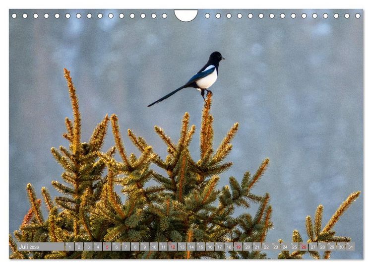 Produktbild: Wir sind die fliegenden Stars (Wandkalender 2026 DIN A4 quer), CALVENDO Monatskalender