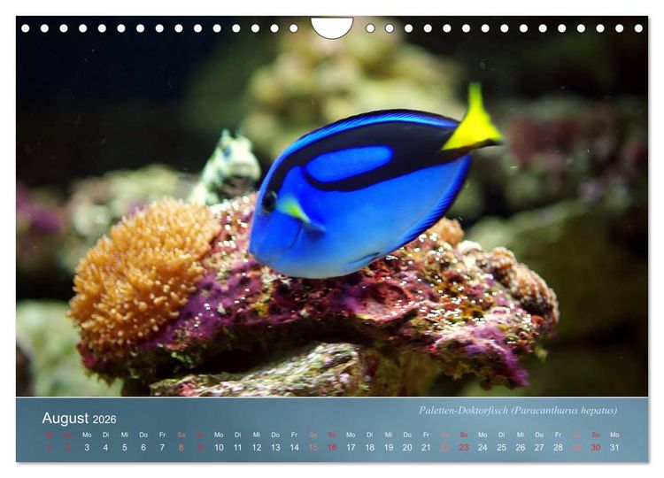 Produktbild: Bunte Riffbewohner - Fische, Anemonen und noch viel mehr (Wandkalender 2026 DIN A4 quer), CALVENDO Monatskalender