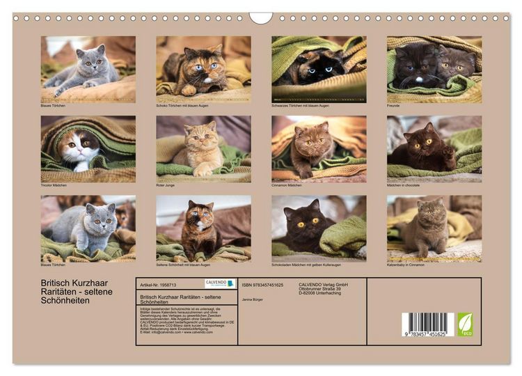 Produktbild: Britisch Kurzhaar Rarit&auml;ten - seltene Sch&ouml;nheiten (Wandkalender 2026 DIN A3 quer), CALVENDO Monatskalender