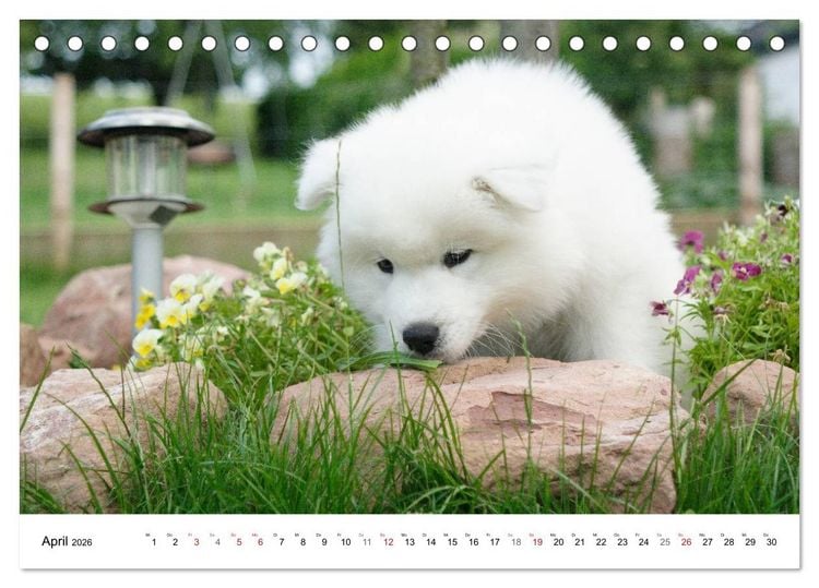 Produktbild: Samojeden Welpen (Tischkalender 2026 DIN A5 quer), CALVENDO Monatskalender