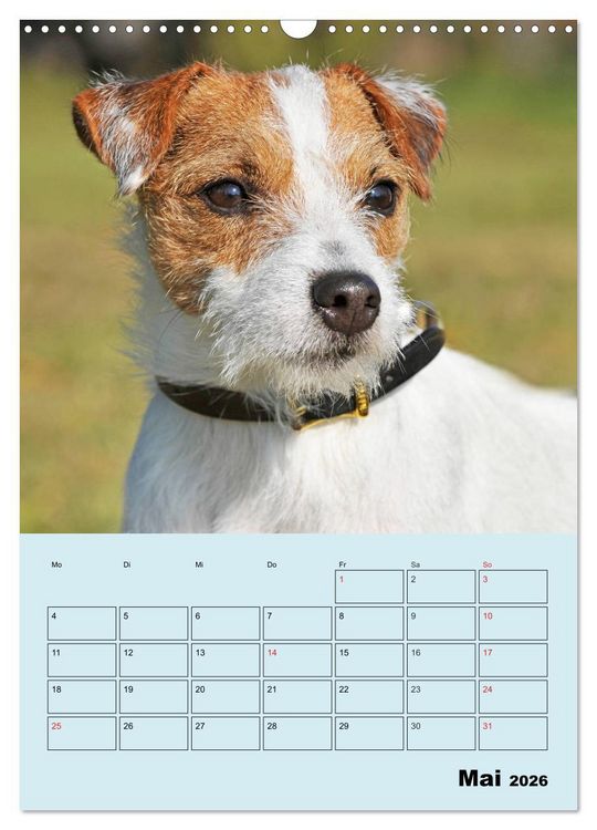 Produktbild: Familienplaner Jack und Parson Russell Terrier (Wandkalender 2026 DIN A3 hoch), CALVENDO Monatskalender