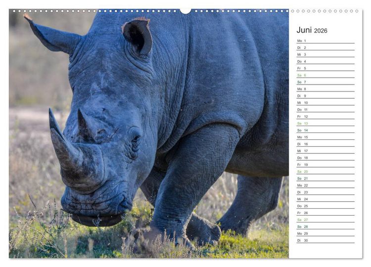 Produktbild: Nash&ouml;rner - Sanfte Riesen (hochwertiger Premium Wandkalender 2026 DIN A2 quer), Kunstdruck in Hochglanz