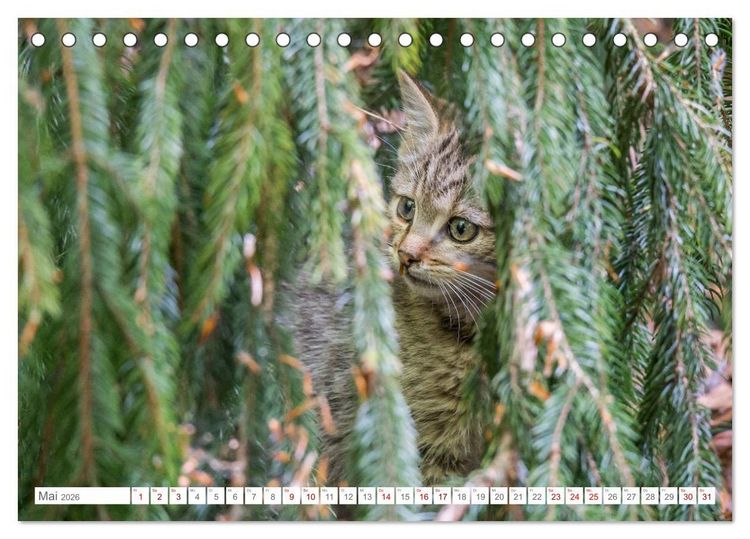 Produktbild: Wildkatzen - die anmutigsten Raubiere in Europa. (Tischkalender 2026 DIN A5 quer), CALVENDO Monatskalender
