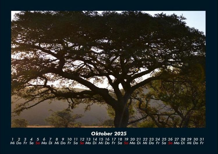 Produktbild: B&auml;ume 2025 Fotokalender DIN A4