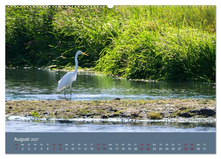 Produktbild: Reiher in der Elbmarsch (hochwertiger Premium Wandkalender 2027 DIN A2 quer), Kunstdruck in Hochglanz