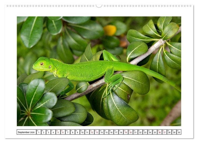 Produktbild: Panama - Streifz&uuml;ge durch atemberaubende K&uuml;sten-, Berg- und Stadtlandschaften (hochwertiger Premium Wandkalender 2026 DIN A2 quer), Kunstdruck in Hochglanz